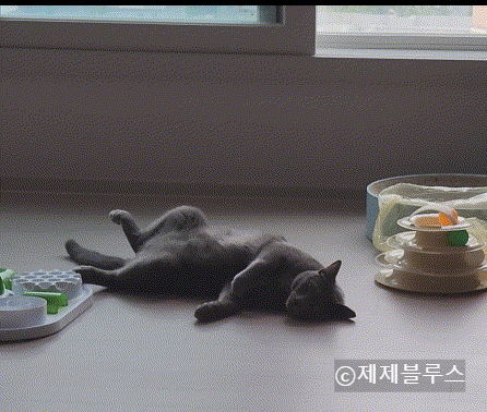 잠자는-고양이