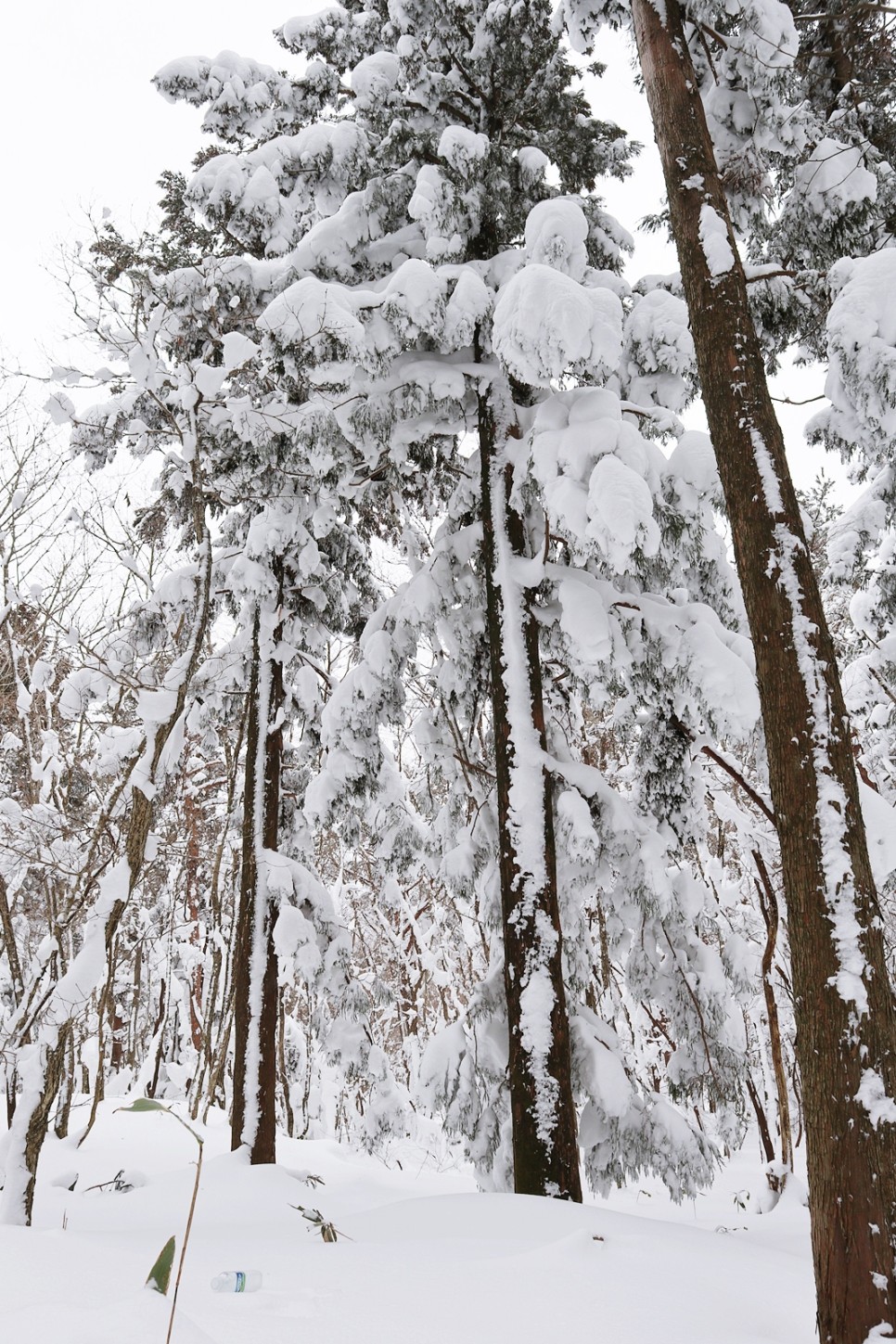 눈쌓인 겨울산 이미지 82