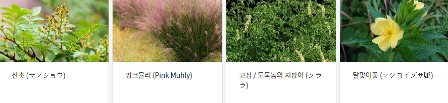  야생화 - 산초나무, 핑크뮬리, 고삼 (도둑놈의 지팡이), 달맞이꽃