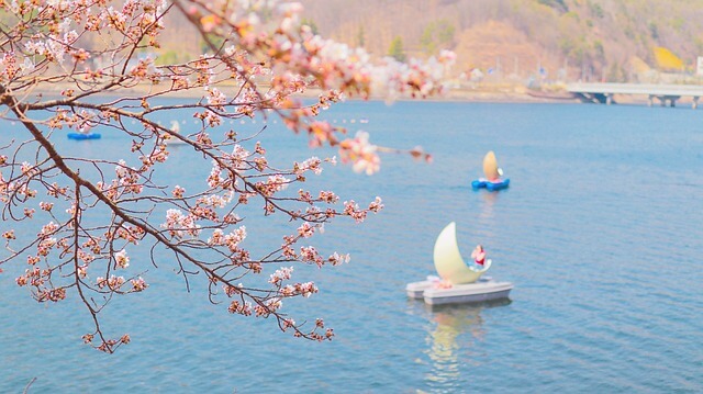 안동 이팝나무