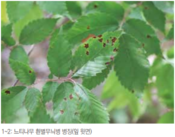  느티나무 흰별무늬병