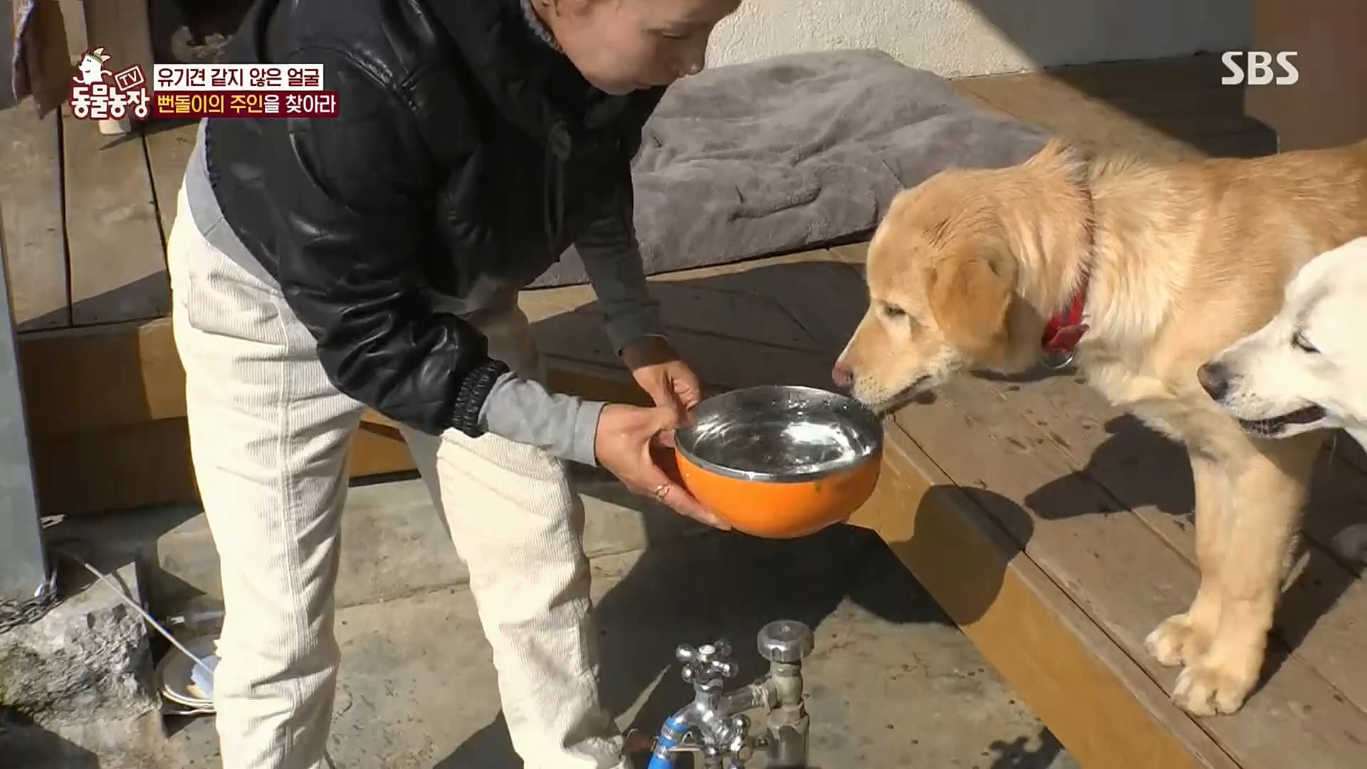 TV 동물농장.E1098.221204p.H264-F1RST.mp4_20221204_175401.138.jpg