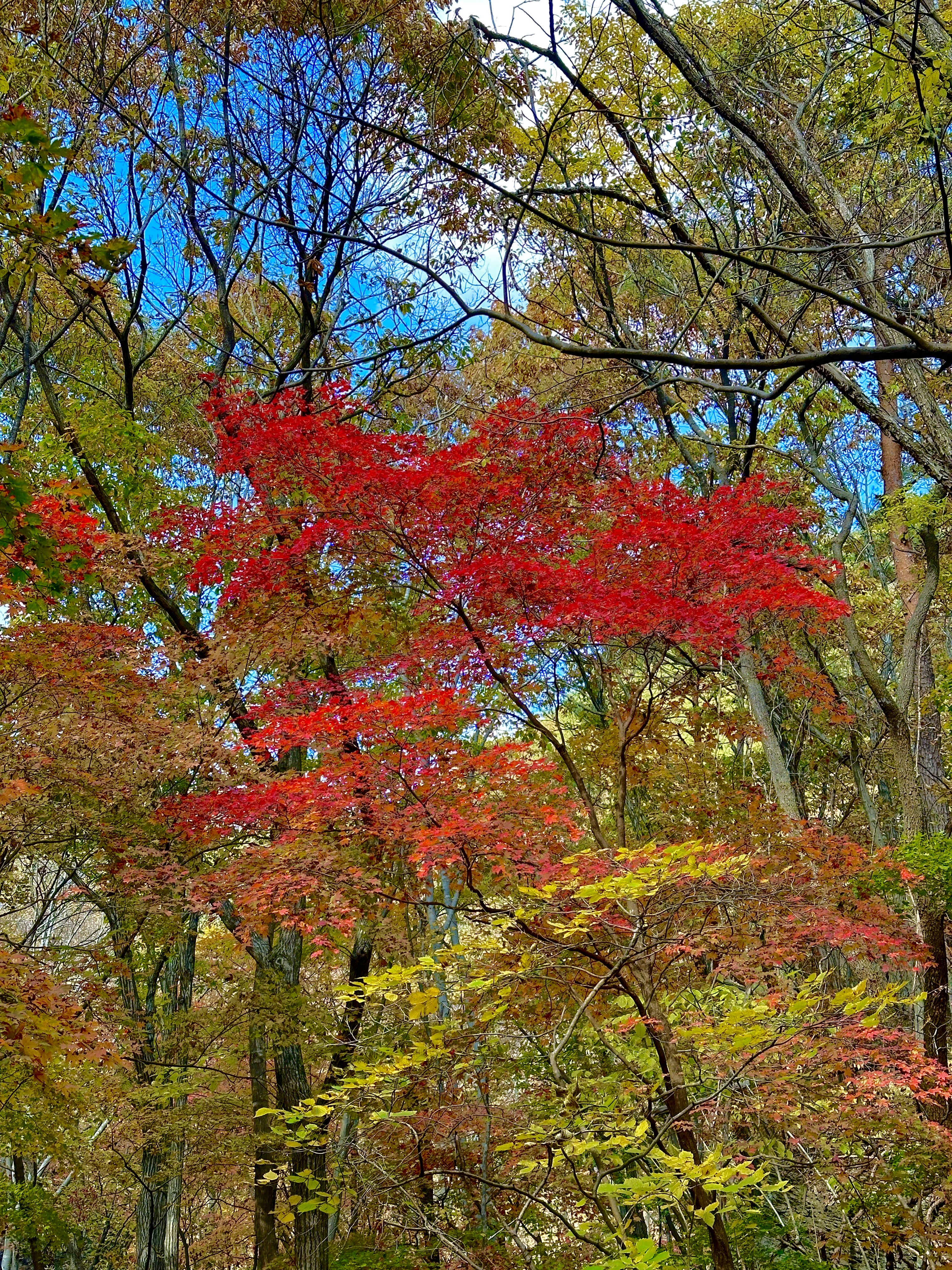 주왕산 등산코스 가을산행 단풍산행 