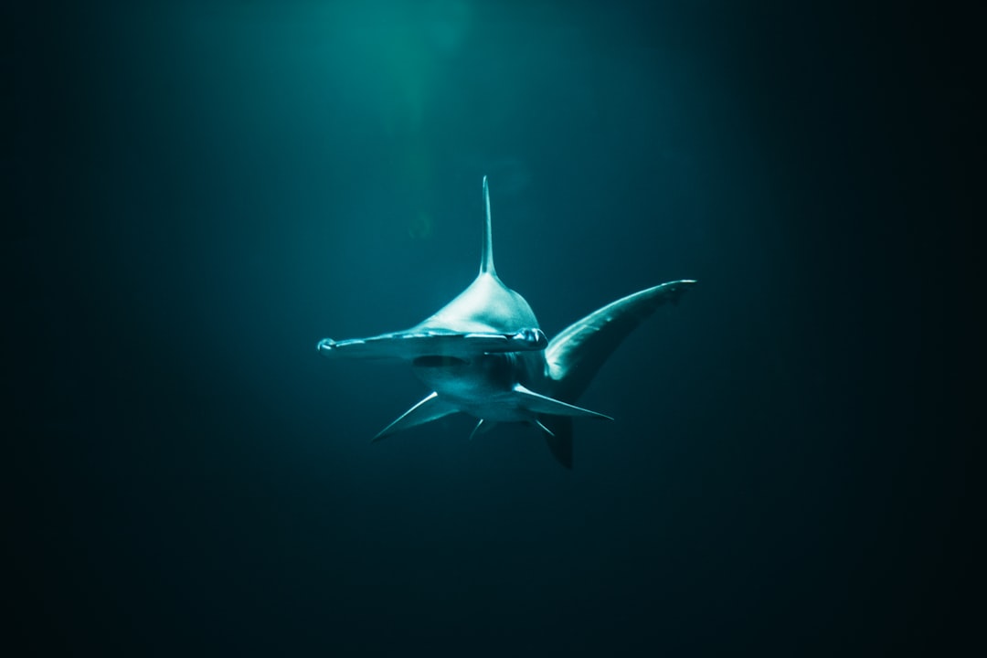 Shark