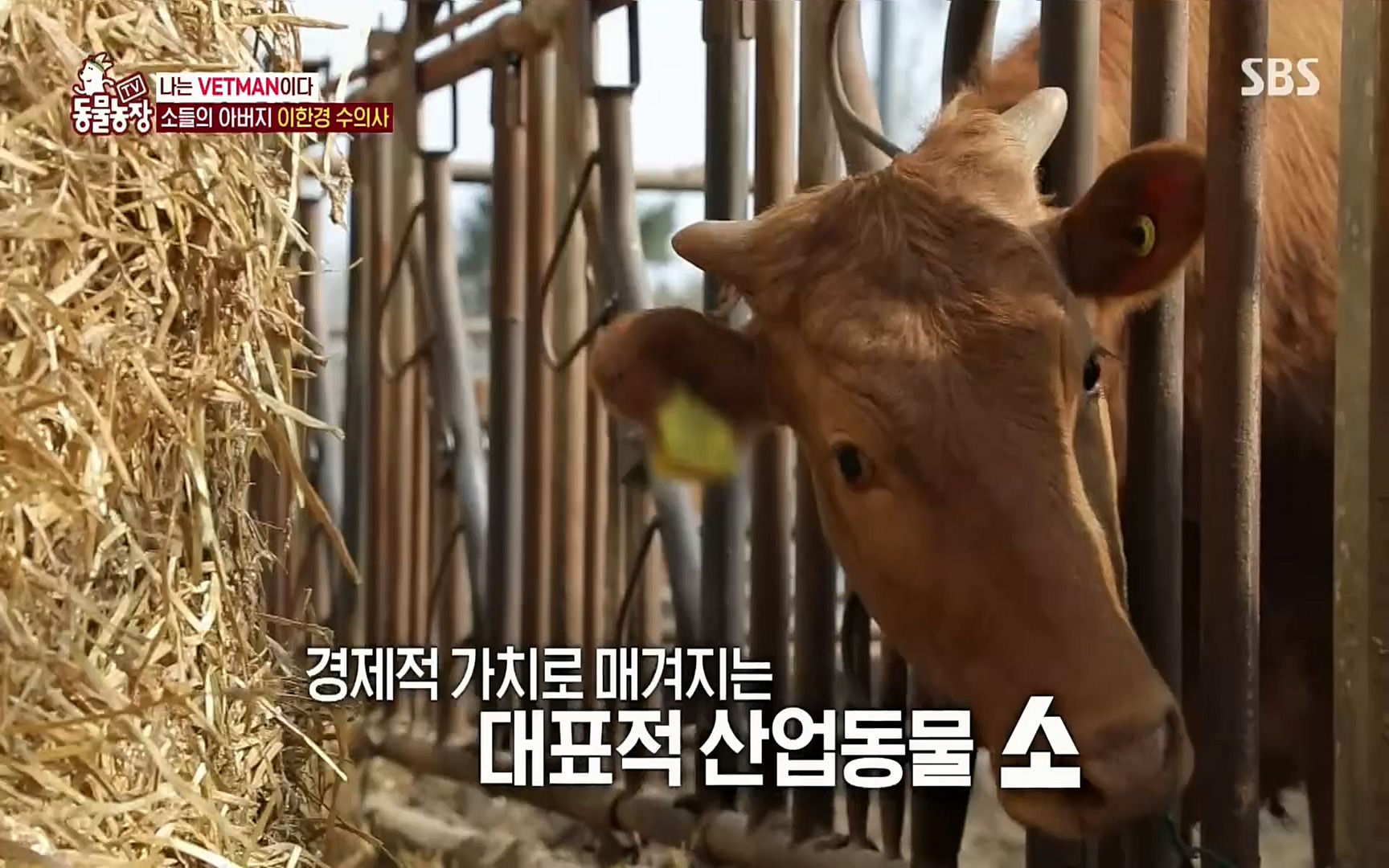 TV 동물농장.E1069.220515p.H264-F1RST.mp4_20220515_181257.027.jpg