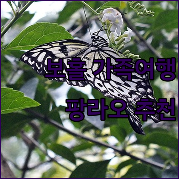 보홀 팡라오 섬 가족여행 최고의 선택