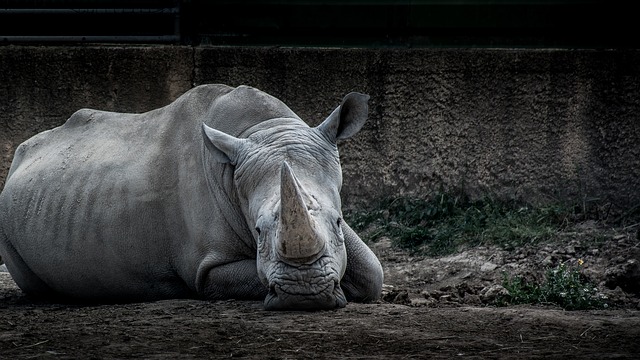 회색 코뿔소 grey rhino