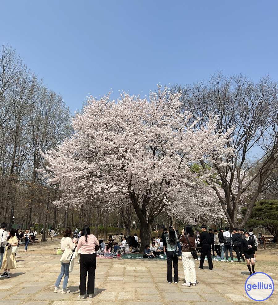 서울숲 살펴 볼 장소 네 번째&#44; 벚꽃 포토존