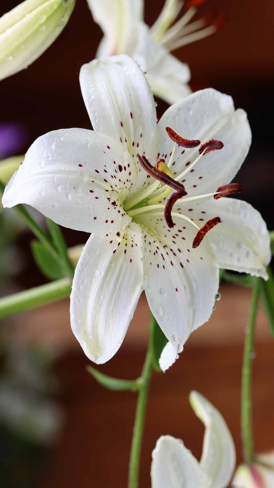 Lily Flower iPhone Wallpaper