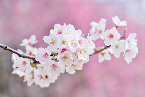 따뜻한 봄날 만개한 벚꽃의 모습