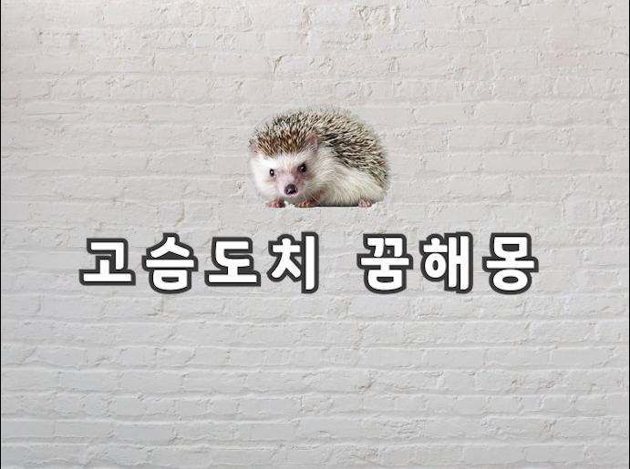  고슴도치 꿈 흔하지 않은 고슴도치 꿈해몽 보고가세요