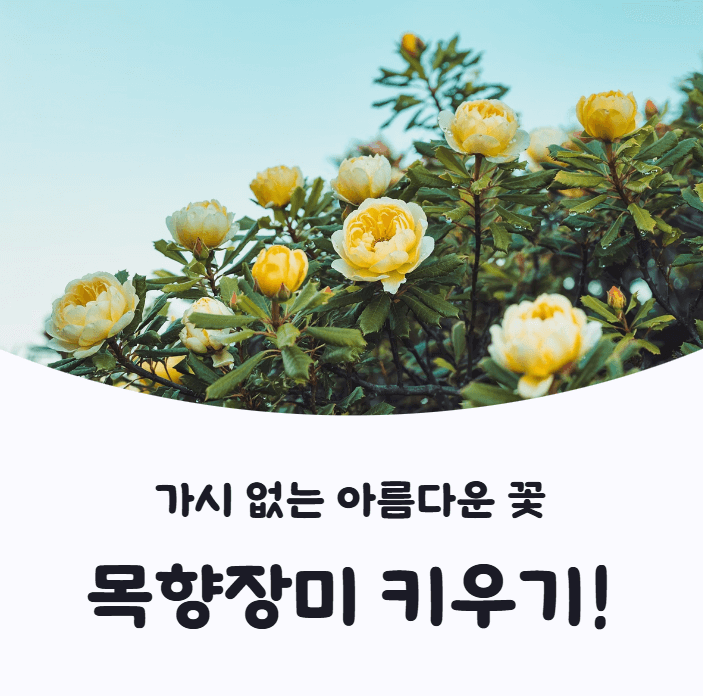 목향장미 키우기