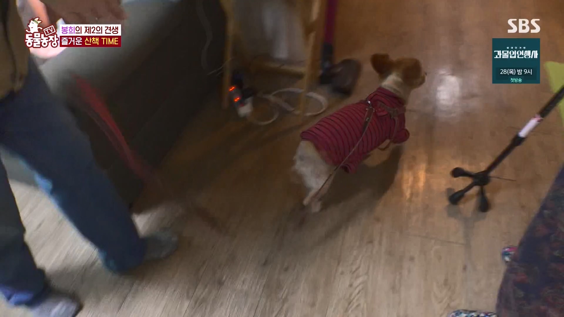TV 동물농장.E1151.231224p-NEXT.mp4_20231224_154148.530.jpg