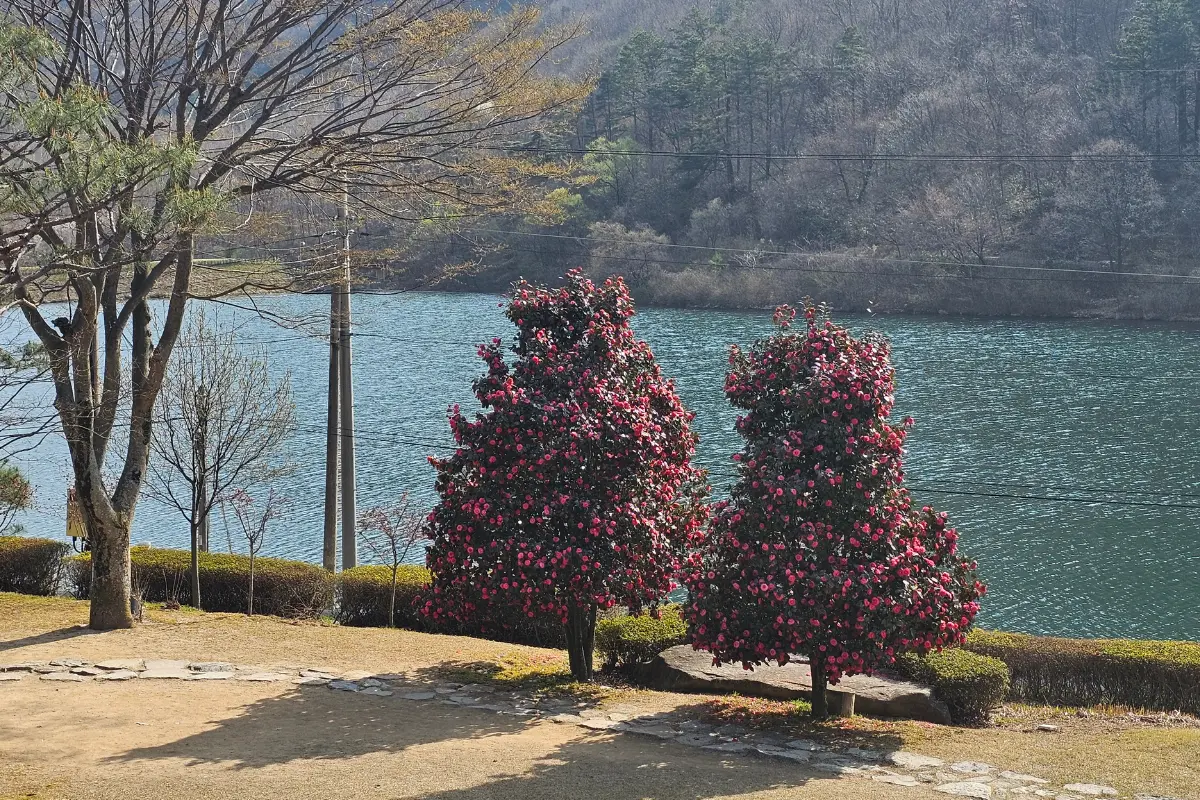 오스갤러리동백나무