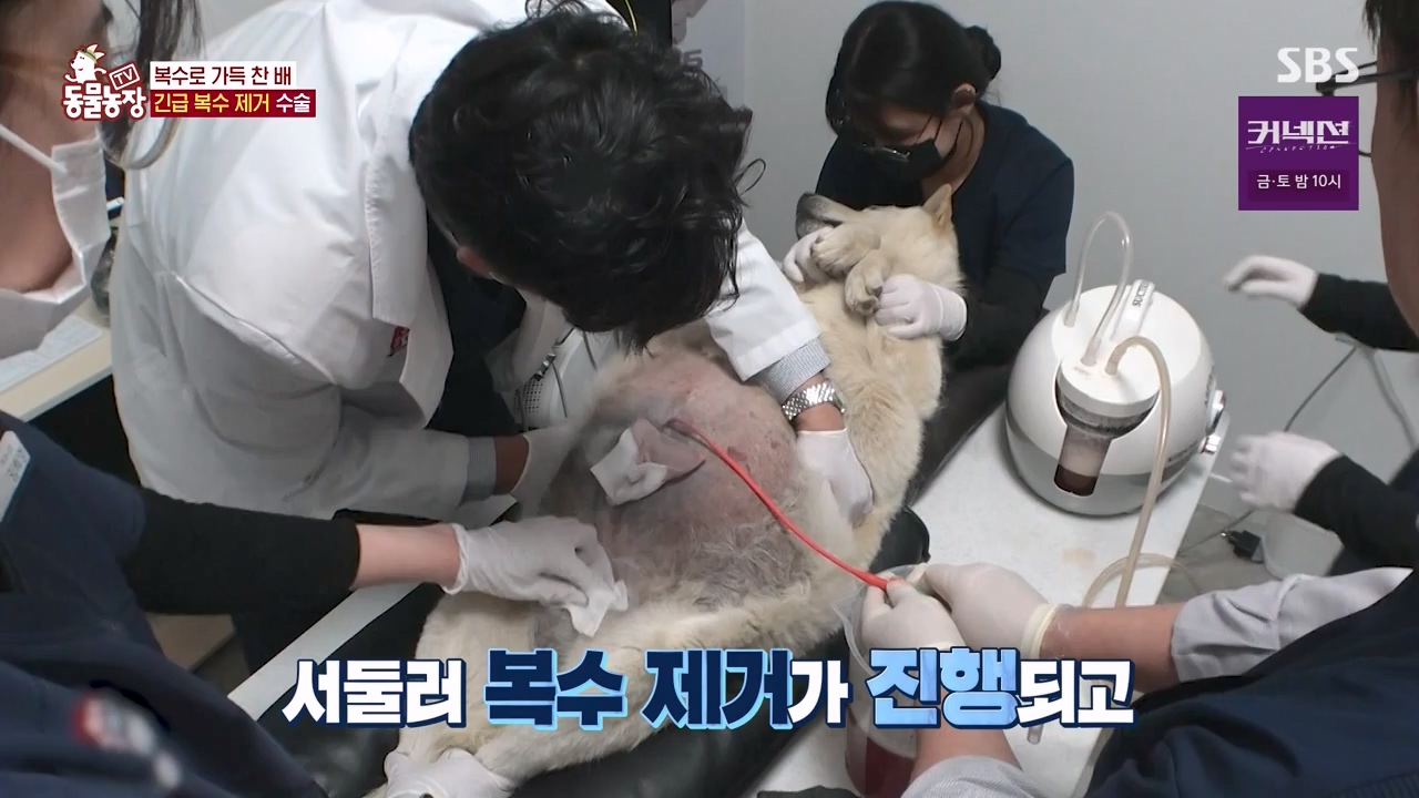 TV 동물농장.E1173.240527p-NEXT.mp4_20240526_155725.206.jpg