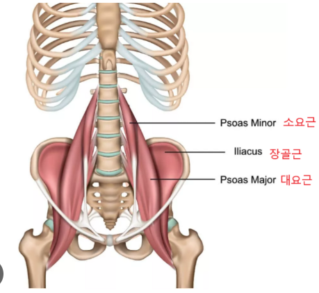 장요근