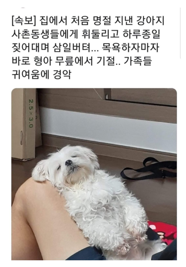  주인을 위해 3일을 버틴 댕댕이