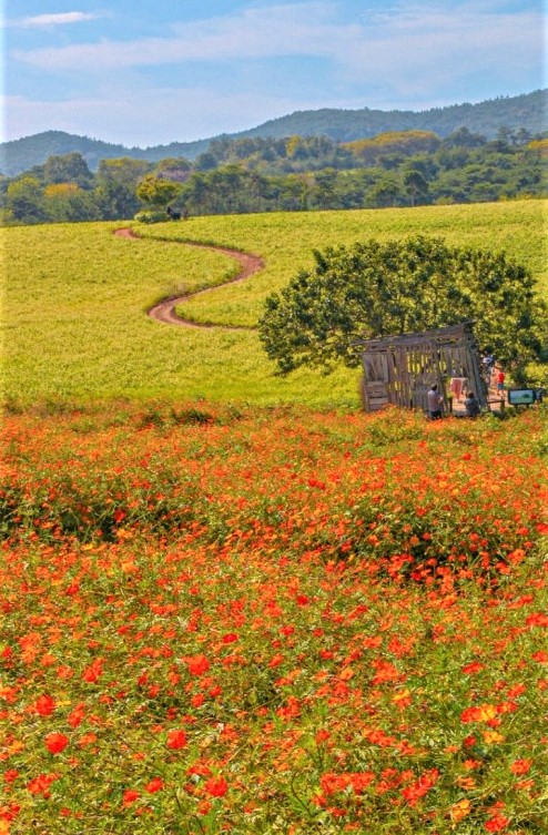 청보리축제_2023 고창청보리밭축제 8