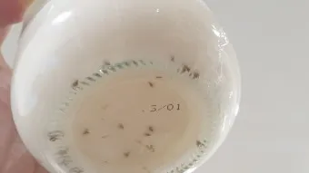 날파리 퇴치법 트랩 끈끈이_15