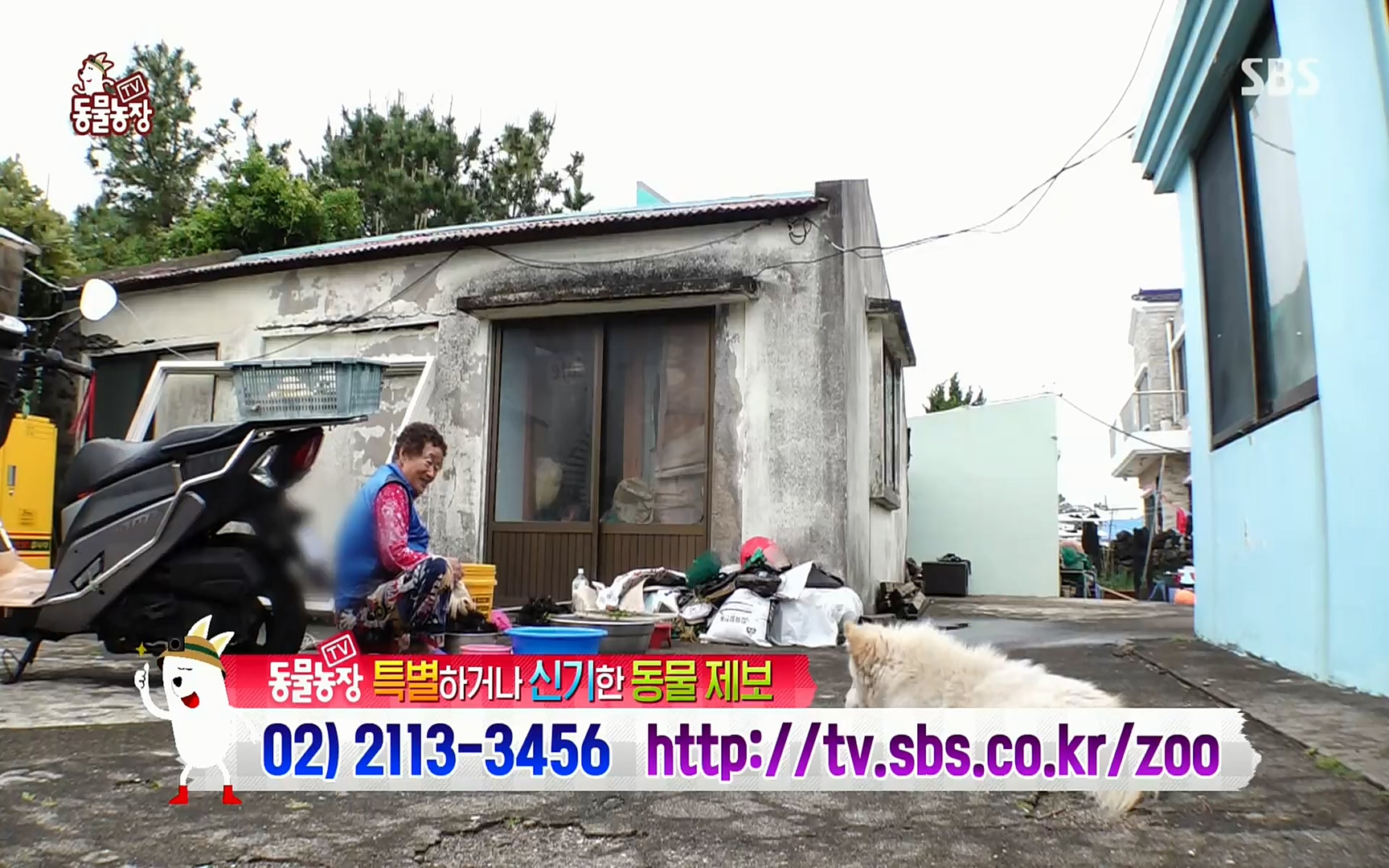TV 동물농장.E1073.220612p.H264-F1RST.mp4_20220612_181407.431.jpg