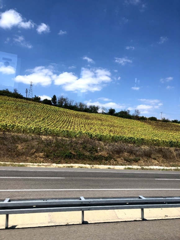 7일차 1편 :: 트로이 목마&트로이 유적지, 고등어케밥 2019. 8. 15. 댜든이의 터키 가족여행 24