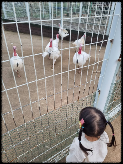 안성팜랜드 핑크뮬리&amp;#44;코스모스 가을 사진여행 추천합니다.