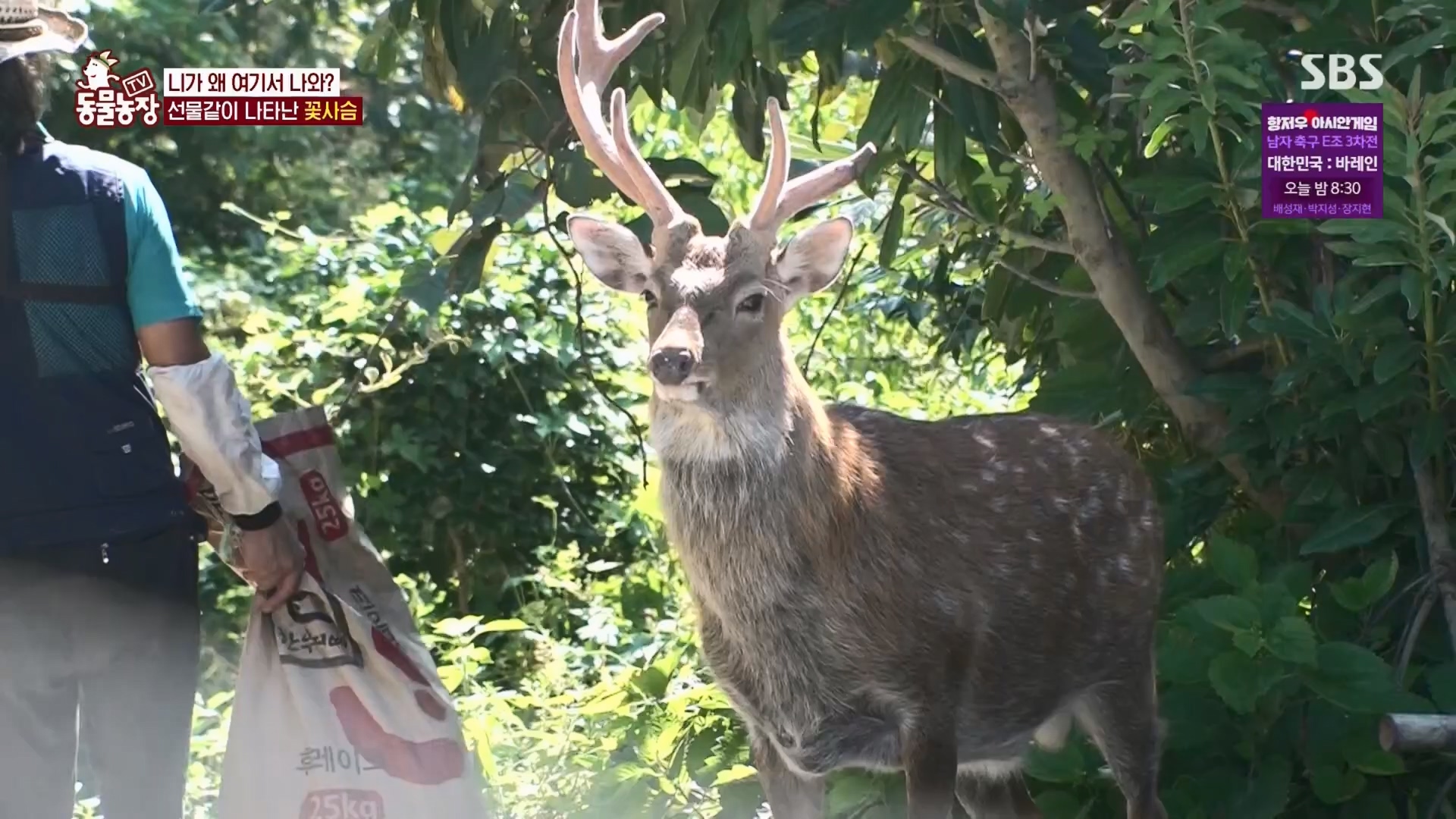 TV 동물농장.E1139.230924p.H264-F1RST.mp4_20230924_172345.556.jpg