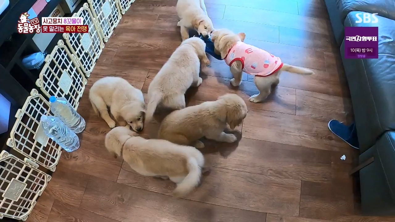 TV 동물농장.E1132.230807p-NEXT.mp4_20230806_164220.164.jpg