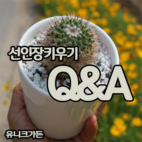  반려식물 선인장 키우기 Q&A