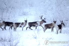 순록