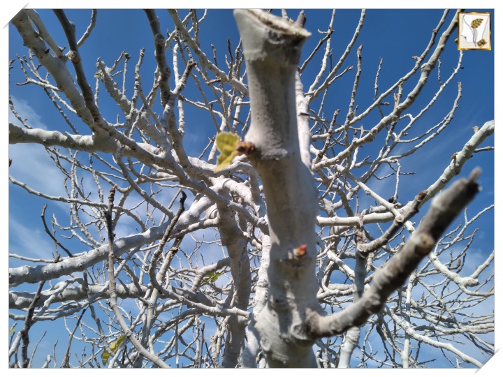 무화과나무는 겨울 나목