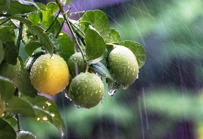 비에 젖은 레몬 나무