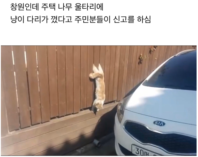  나무울타리에 낑긴 냥냥이ㅜㅜㅜㅜ