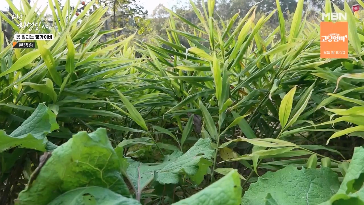 나는 자연인이다.E580.231116p-NEXT.mp4_20231116_202511.283.jpg