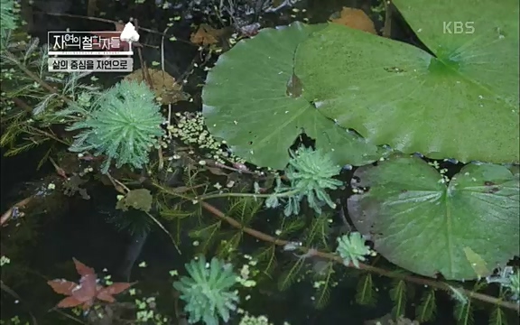 [4회] 자연의 철학자들 - KBS행복하냐고 묻는다면] 흙과 돌, 숲과의 눈맞춤 그리고 물속에서의 숨소리까지 오롯이 김창옥.ts_20220329_191155.197.jpg