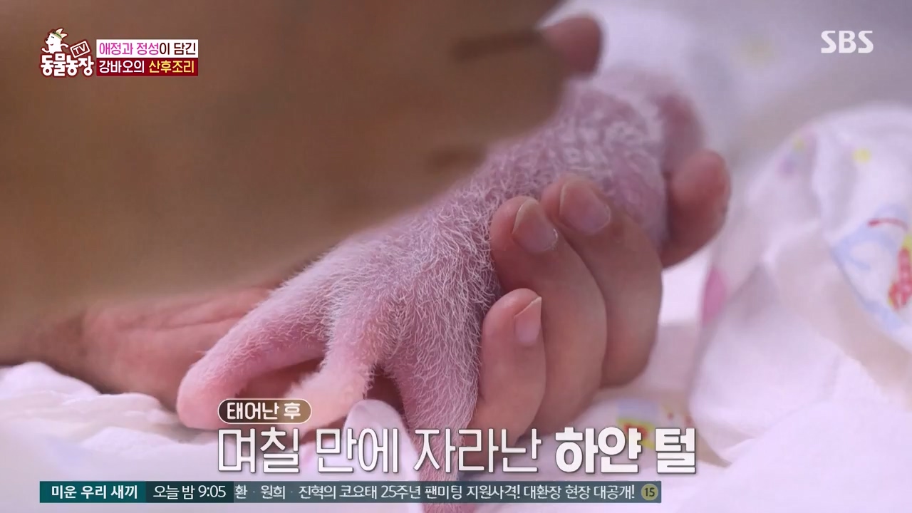 TV 동물농장.E1133.230814p-NEXT.mp4_20230813_171341.485.jpg