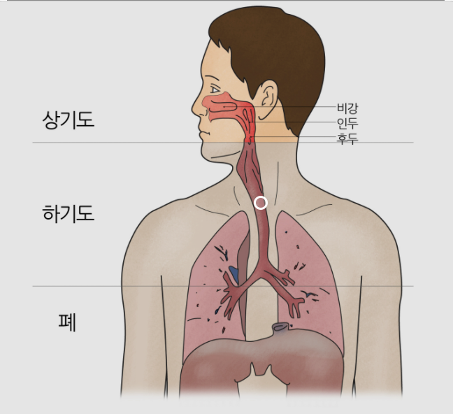  [파라바이러스 증상] 파라인플루엔자 감염과 예방 총정리
