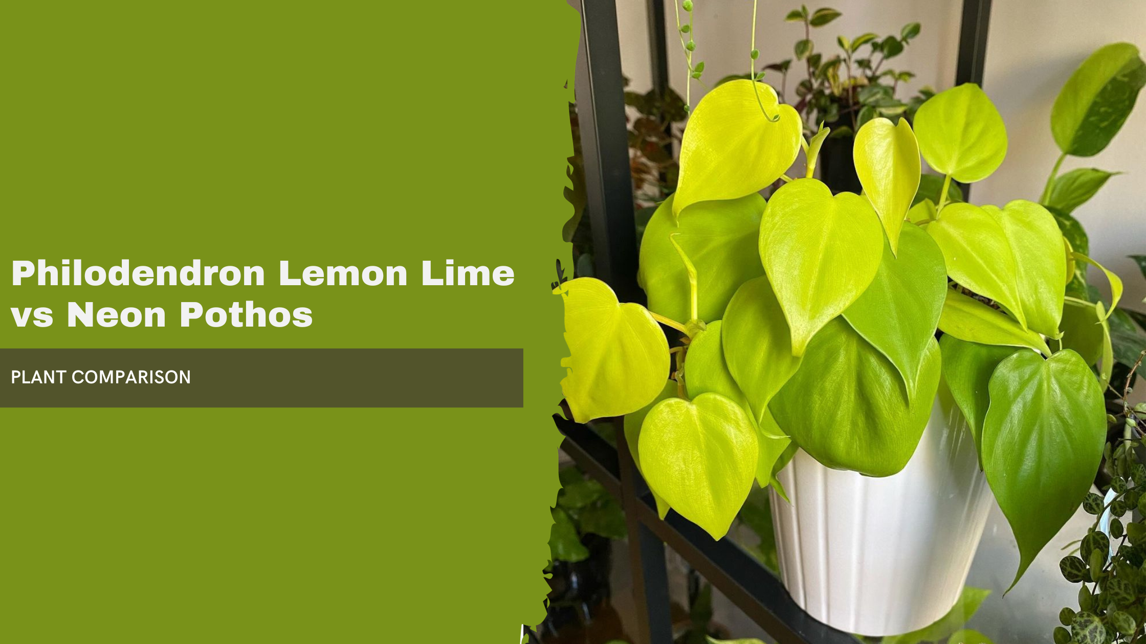Philodendron Lemon Lime vs Neon Pothos
