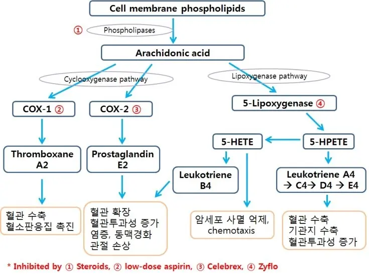 Cyclooxygenase-경로-Lipoxygenase-경로