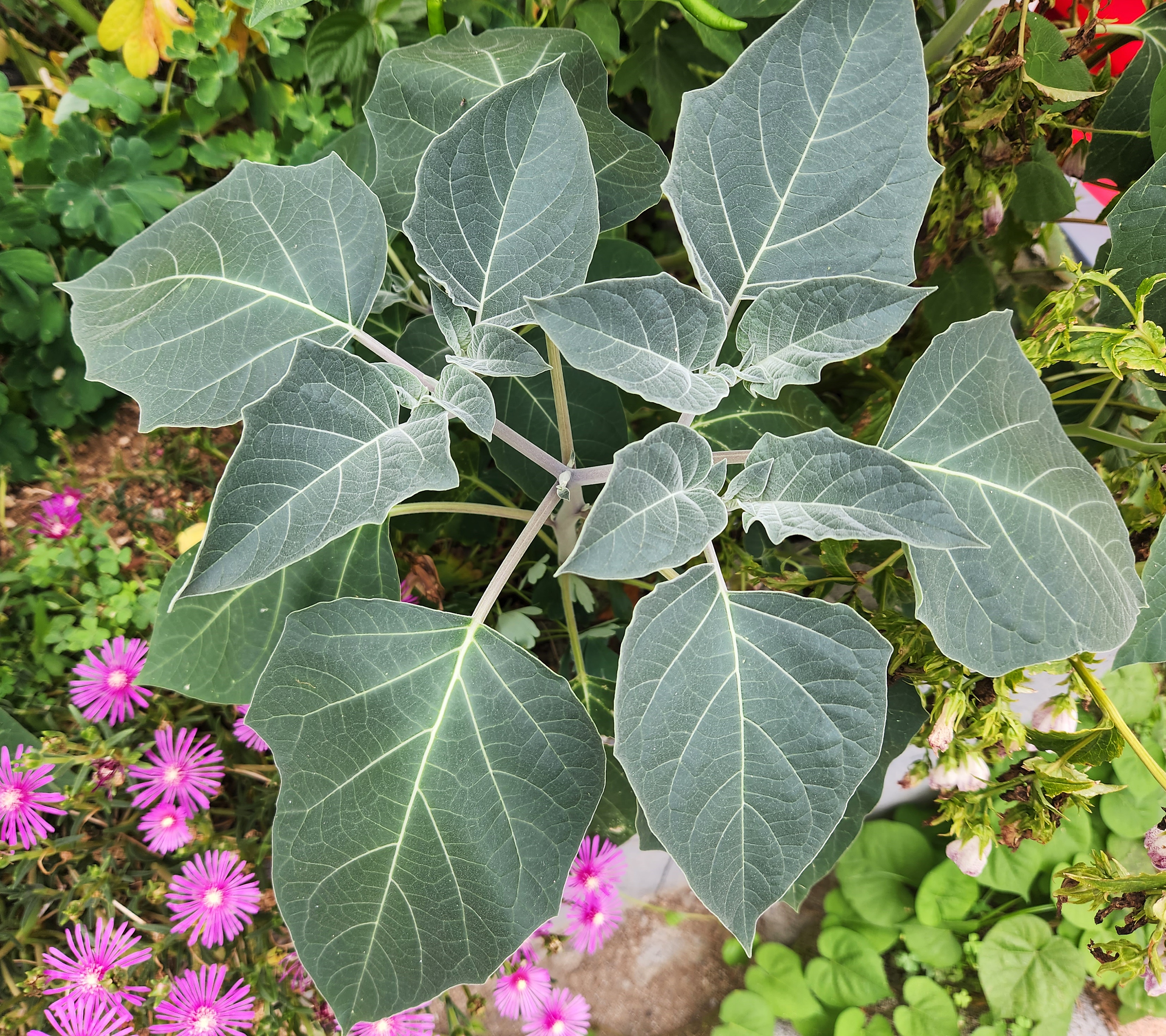 털독말풀