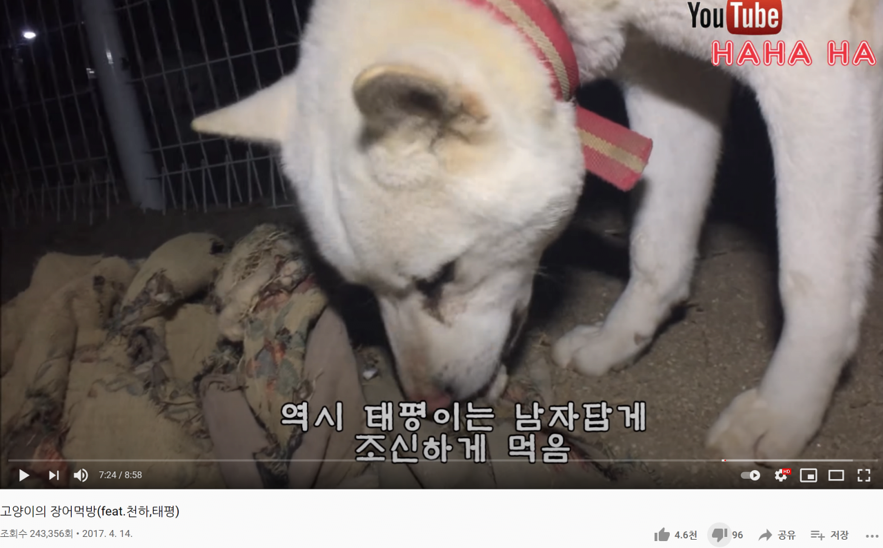  동물유튜버 haha ha 논란으로 보는 조신하다의 유래