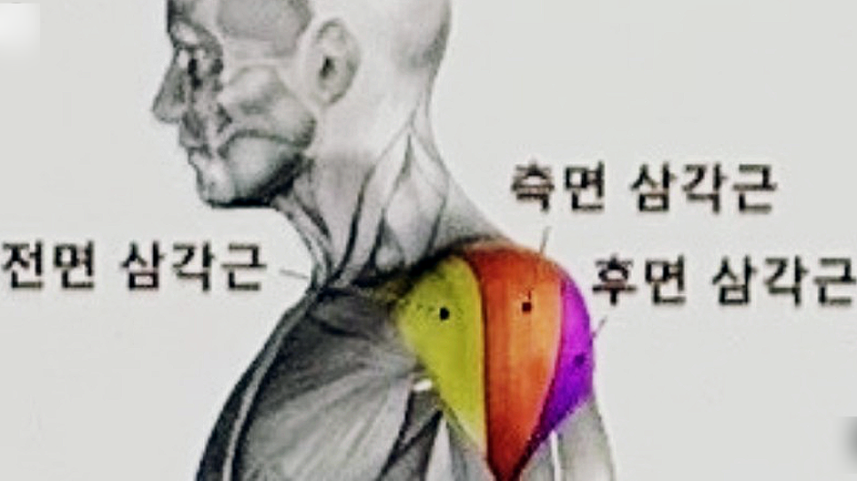 어깨근육을 효과적으로 근성장시킬 수 있는 대표적인 어깨운동