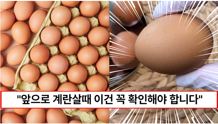“이런 계란은 절대로 사지도 먹지도 마세요” 완전식품 신선한 계란을 고르는 방법 5가지