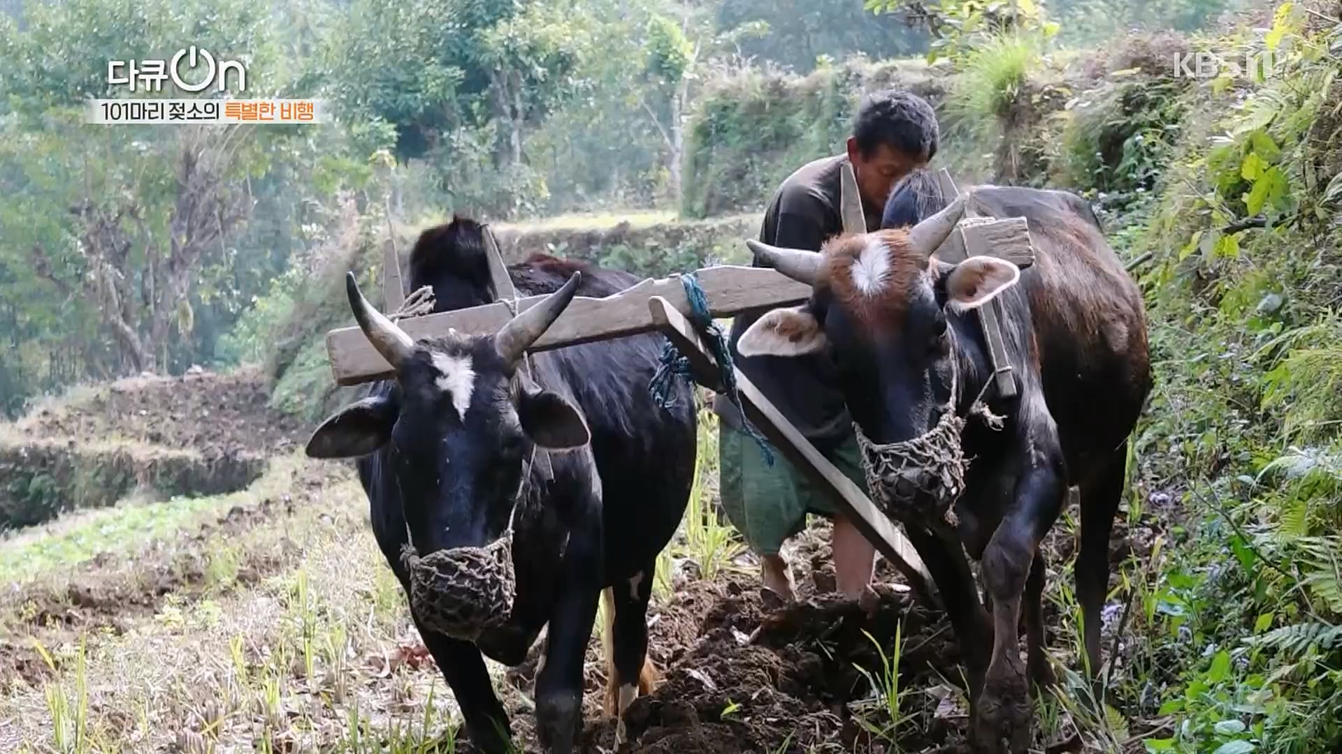 다큐 On.E184.230203p.H264-F1RST.mp4_20230211_175641.085.jpg