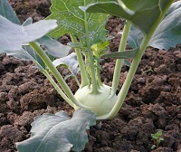 콜라비