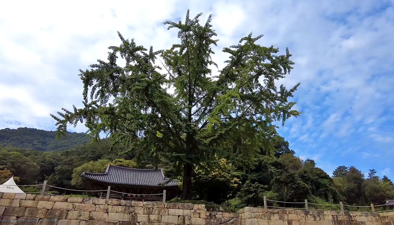 개천사-비자나무숲