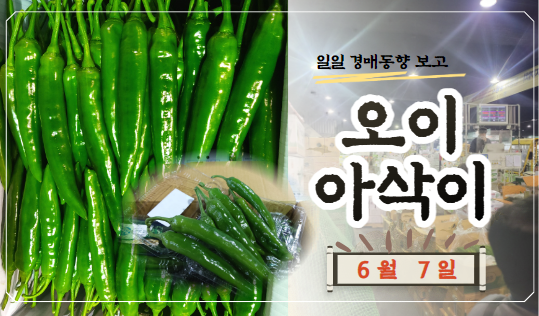  [경매사 일일보고] 6월 7일자 가락시장 오이아삭이 경매동향을 살펴보겠습니다!