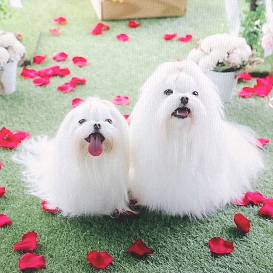 말티즈 키울 때 꼭 읽어보세요 소형견 종류 미니 11