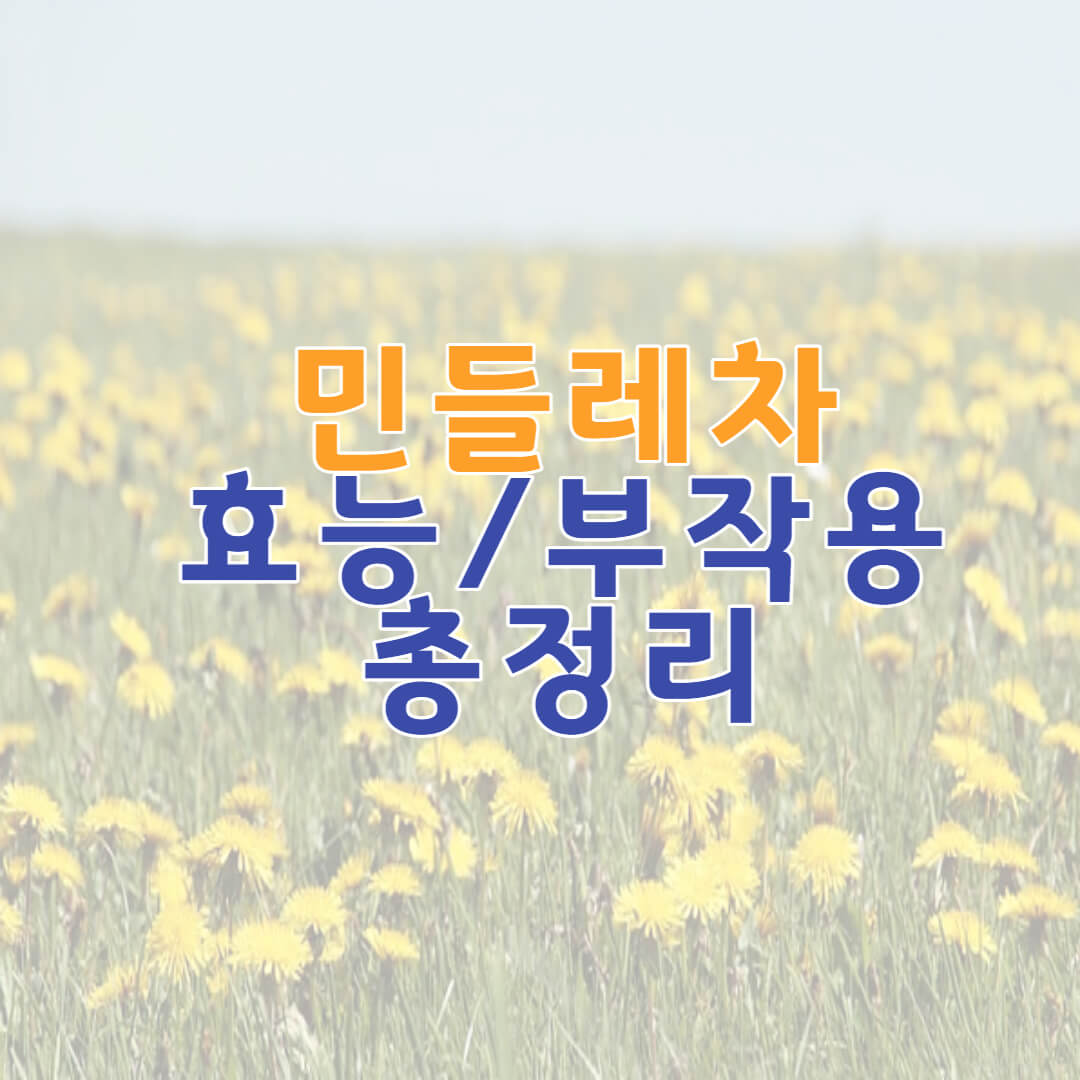  민들레차 효능 및 부작용 총정리