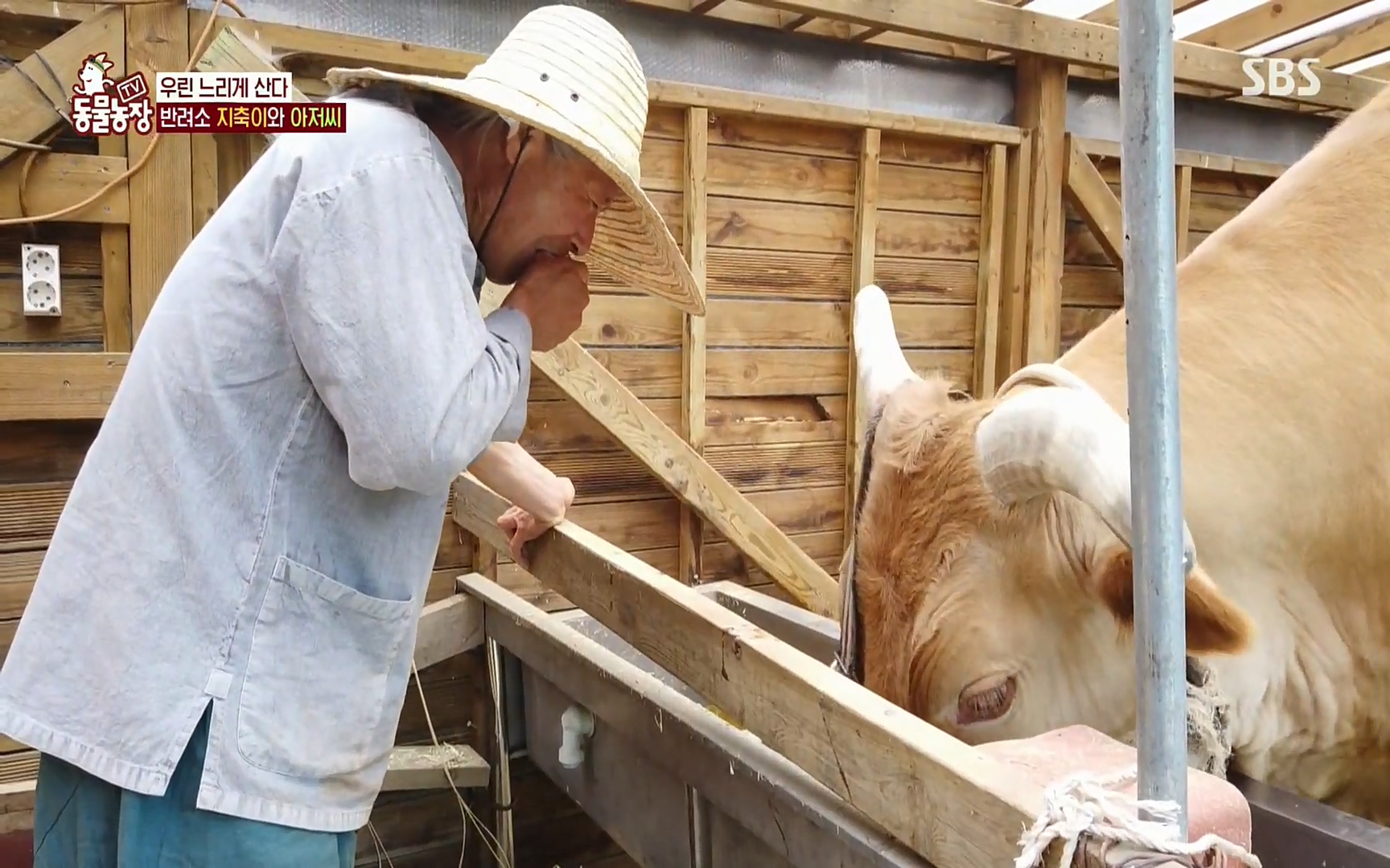 TV 동물농장.E1074.220619p.H264-F1RST.mp4_20220619_181419.041.jpg